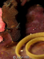 Checking on the eggs.  A type of Chomodoris? Anyone know?... by John Hill 